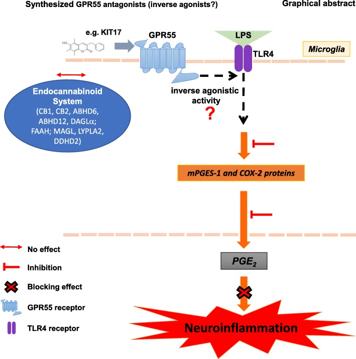 Graphical abstract showing the anti-neuroinflammatory effects of the KIT 17 in LPS-activated microglia. The anti-inflammatory effects of KIT 17 included the reduction of COX-2/mGES-1 levels as well as potent inhibition of PGE2 production