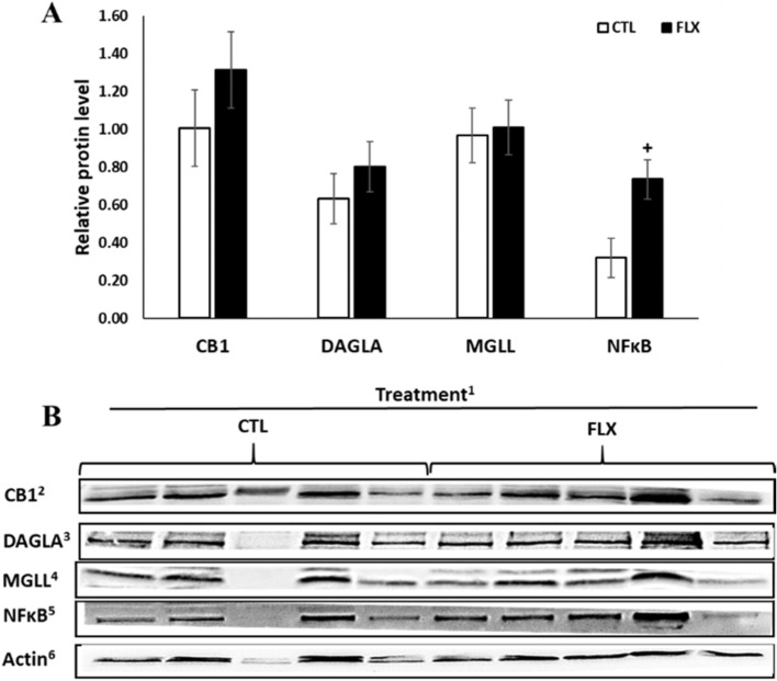 Liver tissue relative protein abundance of ECS- related protein and inflammatory protein of PP dairy cows supplemented with n-3 fatty acids. +P = 0.1.1Dairy cows were divided into two nutritional regiment groups from −21 to 60 days PP; 1) Control group (CTL)—a standard Israeli diet, 2) FLX—a standard diet supplemented with flaxseed oil containing n-3. 2Cannabinoid receptor 1; 3Diacylglycerol lipase alpha; 4Monoglyceride lipase; 5Nuclear factor kappa-light-chain-enhancer of activated B cells; 6β-Actin which was used as reference protein. n = 5 per treatment. As mentioned in text, sample number 3 from the control group was an outlier in protein amount, therefore it was excluded from analysis