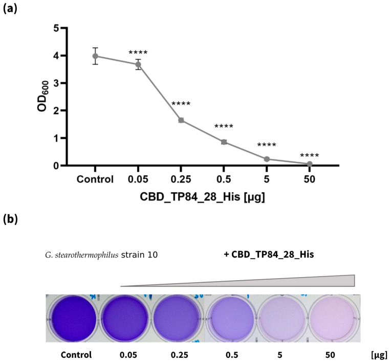 Inhibition of biofilm formation by G. stearothermophilus strain 10. The graph (a) shows OD600 measurements of G. stearothermophilus strain 10, cultivated on microtiter plate with addition of 0.05–50 µg of CBD_TP84_28_His for 24 h at 55 °C. The picture below the chart (b) shows biofilm stained with crystal violet: control on the left and samples treated with increasing amounts of the recombinant fusion endolysin CBD_TP84_28_His. Results are presented as means ± SD of three independent experiments. Statistically significant differences were determined by one-way ANOVA with Dunnett’s test and marked as (****)—p-value < 0.0001.