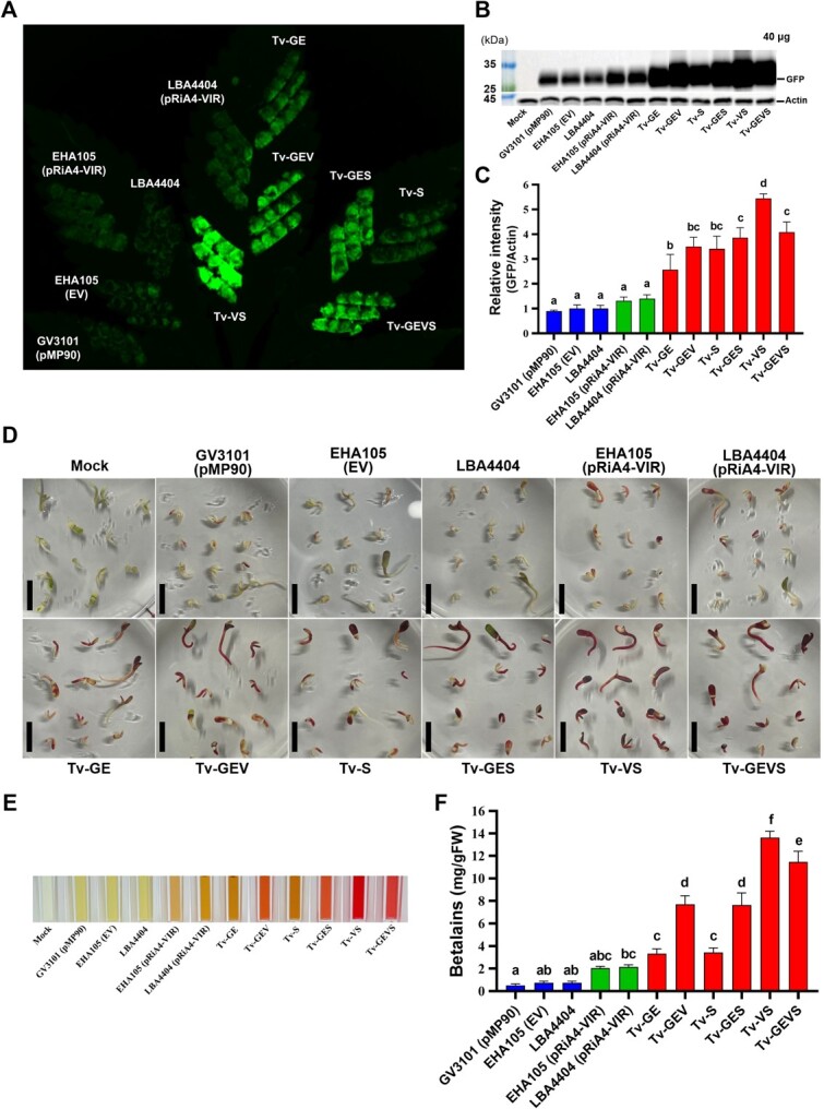Transient transformation assay in C. sativa. (A) Visualization of Clover GFP expression in C. sativa leaf using Azure 600 Imaging system. (B) Representative western blot analysis with anti-GFP antibodies was performed in C. sativa leaf. Actin served as loading control. (C) Quantification of GFP protein levels in C. sativa using ImageJ. Data are from at least three independent experiments with biological replicates and are expressed as means ± SD. These plants were incubated for 4 days after agro-infiltration using Agrobacterium strains carrying GFP construct. The visible RUBY expression (D) and extraction of betalain pigments (E) from RUBY-transformed Cannabis-immature embryos. (F) Betalain contents were measured spectrophotometrically in extracts of Cannabis embryos. Data are from at least three independent experiments with biological replicates and are expressed as means ± SD. These embryos were incubated for 3 days after co-cultivation using Agrobacterium strains carrying RUBY construct. Different characters indicate a statistically significant difference based on one-way ANOVA and Tukey's multiple range test, with P < 0.05.