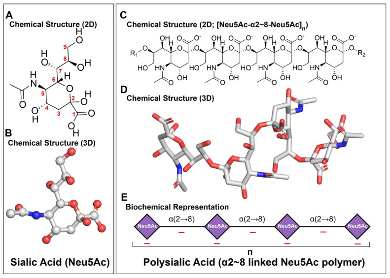 Structures of sialic acid (Neu5Ac) and polysialic acid (PSA). (A,B) Representative 2D and 3D chemical structures of Neu5Ac. (C,D) Representative 2D and 3D chemical structures of PSA, illustrating the α(2→8)-linked Neu5Ac repeat. (E) Schematic representation of PSA showing the repeating Neu5Ac units and polymer length (n).