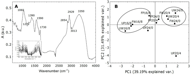 Characteristic bands (range 400–4000 cm−1) of FT-IR spectra measured in the Cannabis samples. (A) shows characteristic peaks marked with numbers. The FTIR spectrum was recorded using 12 scans at a resolution of 2 cm−1 in the wavenumbers range from 400 to 4000 cm−1. The insert represents the FTIR spectral analysis in Cannabis cultivars for each treatment. PCA (B) represents the explanatory FT-IR variables between and within Cannabis cultivars Finola (F) and USO31 (U) exposed to 16/8, 20/4, and 24/0 photoperiods and grown under white (W) and purple (P) light. Points represent values for each treatment. The analysis provides the score results provided in the insert.