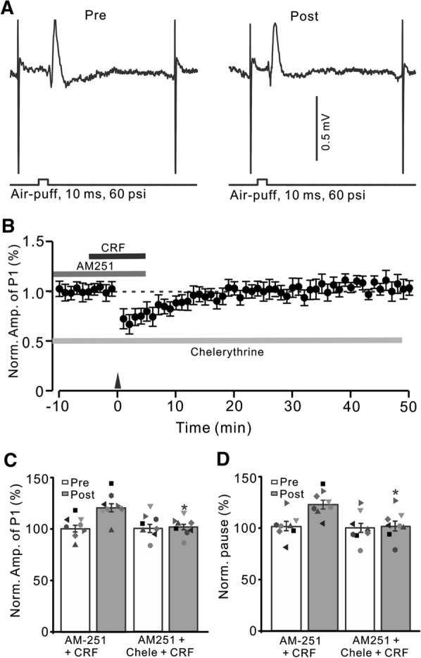 Blockade of PKC and CB1 receptor, CRF could not trigger MLI-PC LTP. A Upper: Representative cell-attached recording traces showing air-puff stimulation (10 ms, 60 psi; arrows)-evoked responses in a cerebellar PC before (Pre) and after (post) delivering 1 Hz (240 pulses) stimulation in the presence of a mixture of AM251 (5 µM) + chelerythrine (5 µM)+ CRF (100 nM). B Summary of data showing the time course of normalized P1 amplitude before and after delivery of 1 Hz facial stimulation (arrow head) in the presence of AM251 + chelerythrine + CRF. C Bar graph with individual data showing the normalized amplitude of P1 before (Pre), after (Post) delivery of 1 Hz stimulation. D Mean (± S.E.M.) with individual data showing the normalized pause of simple spike firing before (Pre), after (Post) delivery of 1 Hz stimulation. n = 8 mice in each group