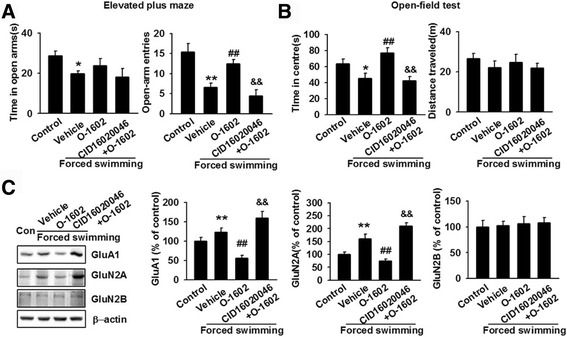 Intraperitoneal injection of O-1602 reverses forced swimming-induced anxiety-like behavior. a In the EPM, administration of O-1602 increased the number of entries in the open arms and the time into the open arms did not change significantly as compared to the vehicle group. CID16020046 and O-1602 decreased the frequency in the open arms and had no significant changes on the duration in the open arms as compared to the O-1602 group. *p < 0.05, **p < 0.01 versus control group; ## p < 0.01 versus vehicle group; && p < 0.01 versus O-1602 group. b In the OFT, administration of O-1602 significantly increased the time spent in the central area and had no effect on the total distance traveled. CID16020046 and O-1602 treatment decreased the time spent in the central area, while it had no significant effect on the total distance traveled. *p < 0.05 versus control group; ## p < 0.01 vehicle group; && p < 0.01 versus O-1602 group. c Administration of O-1602 reversed stress-induced expression of GluA1 and GluN2A, but not GluN2B. CID16020046 and O-1602 treatment abolished O-1602-mediated decrease in GluA1 and GluN2A expression, while had no effect on the expression of GluN2B. **p < 0.01 versus control group; ## p < 0.01 versus vehicle group; && p < 0.01 versus O-1602 group. Each group contains 6–8 mice. Data are from three independent experiments