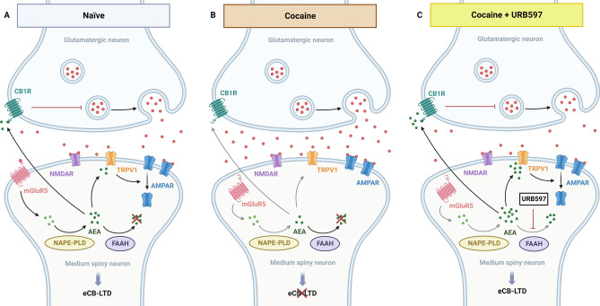 URB597 actions in the NAc synapses. (A) In naïve mice, eCB-LTD exerts negative control over glutamatergic synapses in the NAc through mGluR5 signaling. When glutamate binds to mGluR5, it triggers the production of AEA, which in turn suppresses glutamate release through CB1R binding and causes AMPAR internalization through TRPV1 signaling. (B) One day following cocaine exposure, mGluR5 internalization impairs the downstream pathway and suppresses AEA release, resulting in a loss inhibitory control over SPNs activation. (C) The inhibition of AEA degradation by URB597 rescues the AEA-dependent activation of CB1R and TRPV1R and restores eCB-LTD in the NAc. eCB-LTD: endocannabinoid-mediated long term depression, CB1R: cannabinoid receptor 1, NMDAR: N-methyl-D-aspartate receptor, AMPAR: α-amino-3-hydroxy-5-methyl-4-isoxazolepropionic acid receptor, TRPV1: transient receptor potential vanilloid 1, mGluR5: metabotropic glutamate receptor 5, FAAH: fatty acid amide hydrolase, NAPE:PLD: N-acylphosphatidylethanolamine-specific phospholipase D, AEA: anandamide. Created with biorender.com.