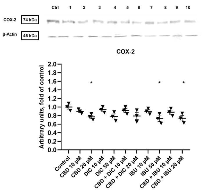 The effect of CBD and its combinations with DIC and IBU on the level of COX-2 protein in A431 cells. Representative Western blots are presented above the graph. The numerical code follows the order of compounds presented in charts, i.e., Ctrl—Control, 1—CBD 10 µM, 2—CBD 20 µM, 3—DIC 10, 4 DIC—50 µM, 5—CBD + DIC 10 µM, 6—CBC + DIC 20 µM, 7—IBU 10 µM, 8—IBU 50 µM, 9—CBD + IBU 10 µM, 10—CBD + IBU 20 µM. The values (mean ± SEM) were calculated as a relative change in the protein level compared to control cells from three separate experiments. Mean values significantly different from the control group are indicated with * p < 0.05.