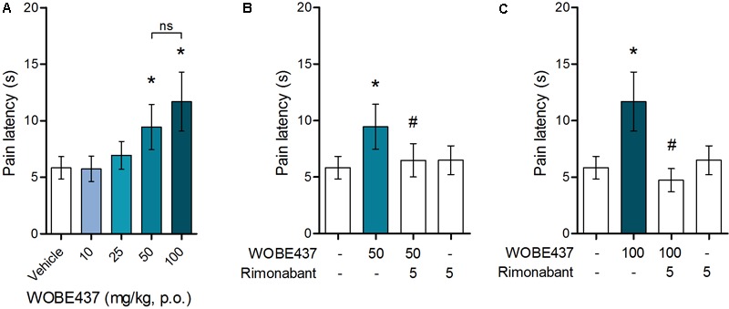Oral administration of WOBE437 attenuates acute pain in the hot plate test in BALB/c male mice in a CB1 receptor-dependent manner. (A) Dose-response curve of WOBE437 in the pain latency response in the hot plate test. 50 mg/kg of WOBE437 p.o. was the minimum dose to significantly increase pain threshold. The analgesic effect of (B) 50 mg/kg and (C) 100 mg/kg of WOBE437 was completely abolished by pre-treatment with rimonabant (5 mg/kg, i.p.). All doses are expressed in mg/kg. Rimonabant was injected i.p. 30 min before gavage administration of WOBE437. Data show mean values ± SD of 5–10 mice. Data were compared using Kruskal–Wallis test followed by Mann–Whitney test. ∗p < 0.05 vs. vehicle; #p < 0.05 vs. WOBE437; p.o. per os; ns, no significant.