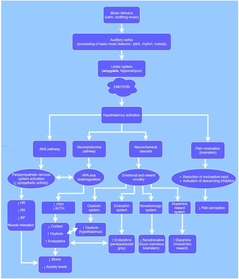 Proposed neurobiological pathways mediating the effects of music in dogs and cats. Most pathways are extrapolated from human literature due to limited veterinary data. Specific species differences (e.g., auditory range, music preferences) may modify these responses and warrant further investigation. ↓ = decreased; ↑ = increased. ANS: autonomic nervous system, HPA axis: hypothalamic-pituitary–adrenal axis, HR: heart rate, RR: respiratory rate, BP: blood pressure, CRH: corticotropin-releasing hormone, ACTH: adrenocorticotropic hormone.