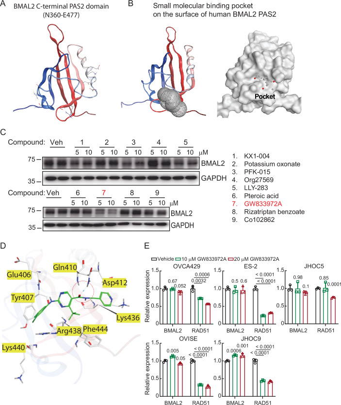 Virtual screening of potential small compounds for BMAL2 inhibition.(A) 3D structure of human BMAL2 PAS2 domain (2KDK). The N-terminal to C-terminal structure was colored from blue to red. (B) The small molecular binding pocket on the surface of human BMAL2 PAS2 domain was identified using MOE-SiteFinder, where the pocket was served as the docking area for the virtual screening. The docking area was defined by a docking box with the length, width and height of 19.67 Å × 20.33 Å × 16.67 Å respectively, and the total volume was 6664 Å3, where the inner contour volume was 2614 Å3. (C) Left panel: IB of BMAL2 protein with GAPDH as a loading control in ES-2 cells treated with vehicle (DMSO), 5 or 10 µM selected compounds. Blots shown are from one representative experiment of three replicates. Right panel: The top nine bioactive compounds with low Kd value used for evaluation. (D) Binding modes of GW833972A to human BMAL2. BMAL2-compound complex, in which the interaction of GW833972A with the contact residues of the BMAL2 PAS2 domain were shown. (E) qRT-PCR analysis of BMAL2 and RAD51 levels in OCCC cells treated with vehicle, 10 or 20 µM GW833972A. RNA18S5 was used as an internal control. Three independent experiments were performed, and data were means ± SD from one representative experiment (n = 3). Significant differences are based on an unpaired t-test. Source data are available online for this figure.