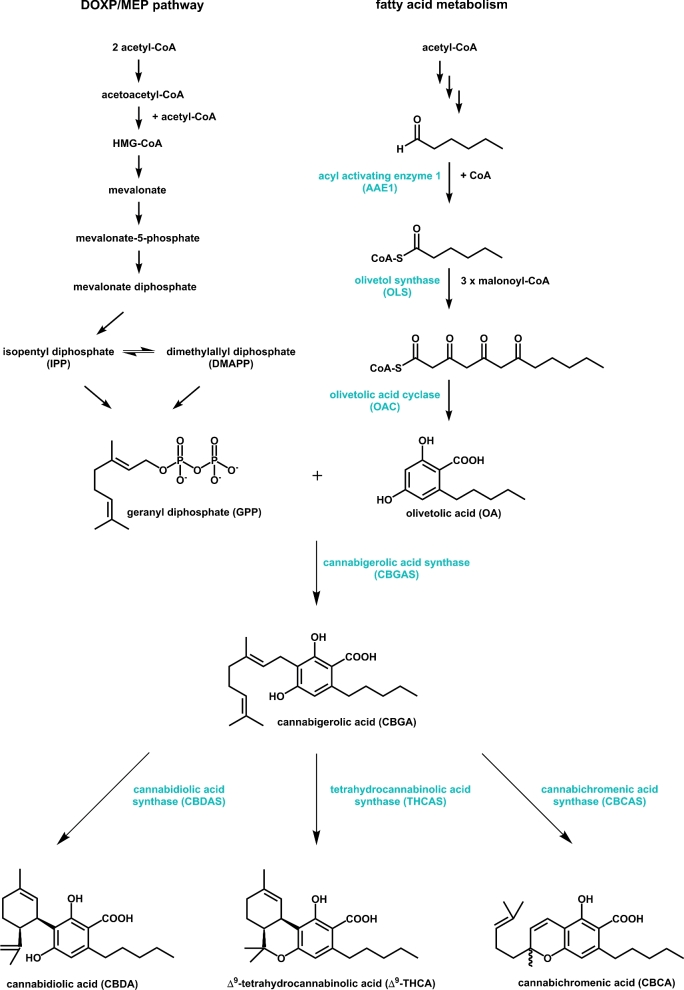 Biosynthetic pathway of cannabinoids in C. sativa. Highlighted enzymes have to be transferred into a heterologous host as S. cerevisiae exhibiting a mevalonate pathway.