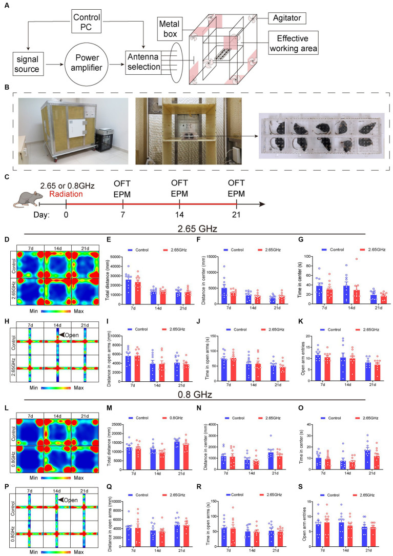 Electromagnetic radiation (EMR) exposure system and effects of single-frequency 2.65 or 0.8 GHz EMR on emotion. Schematic representation of RC modeling (A) and photos of the EMR exposure system (B). (C) Experimental timeline for single-frequency 2.65 GHz radiation (8:00–12:00), open field (OFT, 18:00–20:00), or elevated plus maze (EPM, 20:00–22:00) tests. Experimental timeline for single-frequency 0.8 GHz radiation (8:00–12:00), open field (OFT, 8:00–10:00), or elevated plus maze (EPM, 10:00–12:00) tests. (D) Heatmap illustrating representative trajectories and statistical analysis of OFT results on days 7, 14, and 21 of single-frequency 2.65 GHz EMR (n = 10 per group). (E) Total distance. (F) Distance in the center. (G) Time in the center. (H) The heatmap displays representative trajectories and statistical analysis of EPM results on days 7, 14, and 21 of single-frequency 2.65 GHz EMR (n = 10 per group). (I) Distance in open arms. (J) Time in open arms. (K) Open arm entries. (L) The heatmap showcases representative trajectories and statistical analysis of OFT results on days 7, 14, and 21 of single-frequency 0.8 GHz EMR (n = 10 per group). (M) Total distance. (N) Distance in the center. (O) Time in the center. (P) The heatmap presents representative trajectories and statistical analysis of EPM results on days 7, 14, and 21 of single-frequency 0.8 GHz EMR (n = 10 per group). (Q) Distance in open arms. (R) Time in open arms. (S) Open arm entries. All data are expressed as means ± SEM. Unpaired t-test in (E–G,I–O,Q–S).