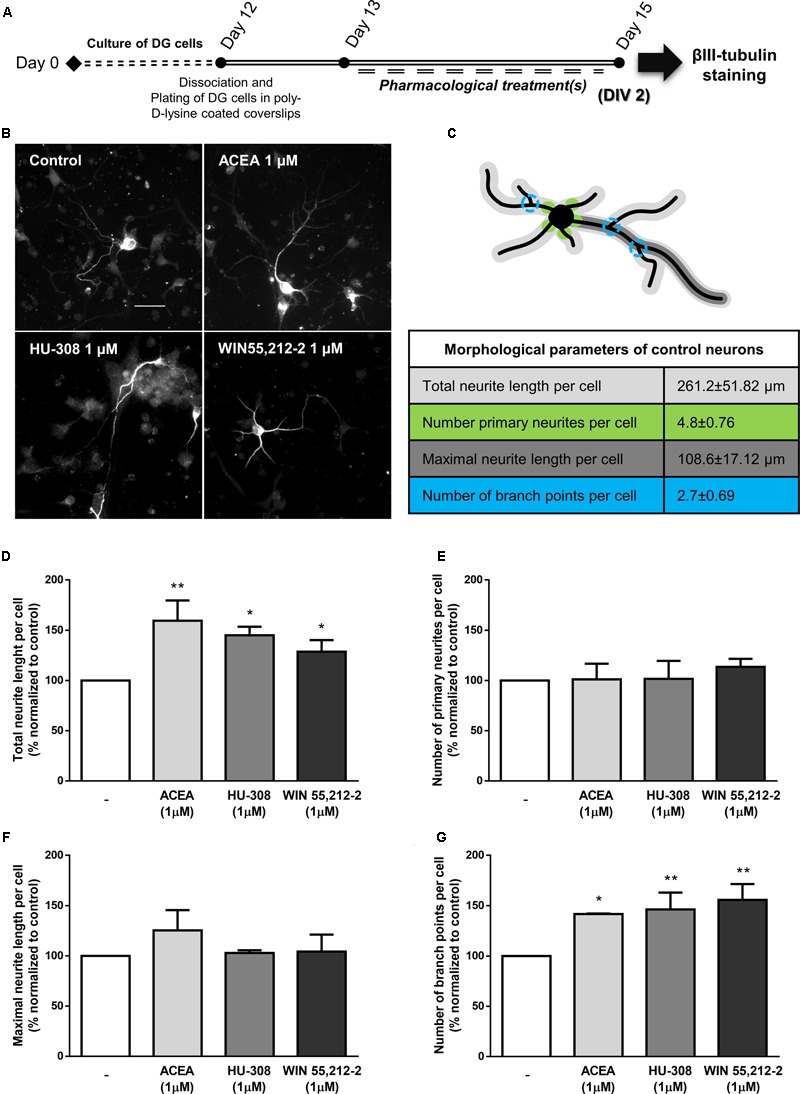 Activation of CBR induce neuronal maturation of DG cultures. (A) Schematic representation of the experimental protocol. Day 0 represents the day of cultures; at Day 12 DG neurospheres were dissociated and plated for 24 h and at Day 13 cells were exposed to pharmacological treatments for further 2 days (Day 15). (B) Representative digital images of βIII tubulin (white) positive cells in control and ACEA, HU-308, WIN55,212-2 treated cultures. (C) Illustrative image representing the color-coded morphological parameters evaluated and respective table with absolute values of control DG cultures for each parameter. (D–G) Bar graphs depict total length (D), number of primary (E), maximal length (F) and number of ramifications (G) of neurites per cell. Values were normalized to the control mean for each experiment and are represented as mean ± SEM. Control was set to 100%. n = 3-4. ∗p < 0.05, ∗∗p < 0.01, using Sidak’s multiple comparison test. Scale bar = 30 μm.