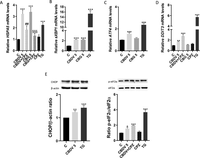 CBDV and CBG increase the expression of ER-stress markers. HTR-8/SVneo cells were treated with CBDV and CBG (5 μM) for 48 h, with or without the TRPV1 antagonist CPZ (0.2 µM). A-D Expression of the HSPA5, sXBP1, ATF4 and DDIT3 genes was analyzed through RT-PCR. Results show transcript levels normalized against ACTB. E The protein expression of p-eIF2α and CHOP was evaluated by Western blot. TG (0.1 µM), an ER-stress inducer, was used as positive control. Data are presented as the mean ± SEM (n = 5). Significant differences between control and CBDV or CBG-treated cells are denoted by * (p < 0.05), ** (p < 0.01) and *** (p < 0.001); between CBDV and CBDV + CPZ by ## (p < 0.01); between CBG and CBG + CPZ by §§§ (p < 0.001)