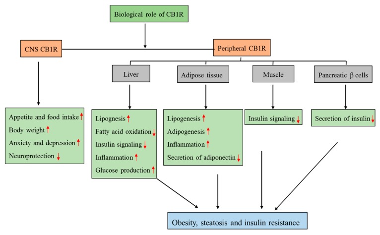 Biological role of CNS and peripheral CB1R in relation to obesity and insulin resistance. The localization of CB1R in the peripheral tissues such as liver, adipose tissue, muscle, and pancreatic β-cells has a potential role in obesity and related metabolic disorders without causing any adverse effects on the central nervous system. (Up arrow denotes increase and down arrow denotes decrease).