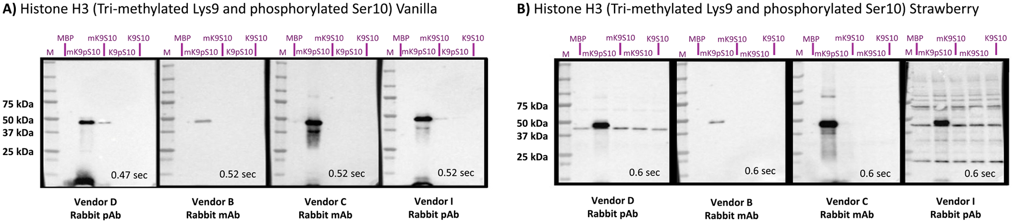 Combination methyl- phospho Abs are modification-specific using MILKSHAKE. A) Vanilla MILKSHAKE was used to validate Abs that bind to Histone H3 sequence 1-MARTKQTARKSTGGKAPRK-19 when Lys9 is tri-methylated and Ser10 is phosphorylated. All four Abs bind only when Lys9 and Ser10 are modified. There is no binding to other MILKSHAKE proteins on the blots that include Lys9 modified by non, mono, or di-methylation. There is also no binding when Ser10 is non-phosphorylated. B) Strawberry MILKSHAKE revealed irrelevant protein binding for Vendor D and I Abs. Abbreviations: tri-methyl Lys9_phospho Ser10 (mK9pS10), tri-methyl Lys9_non-phospho Ser10 (mK9S10), non-methyl Lys9_phospho Ser10 (K9pS10), non-methyl Lys9_non-phospho Ser10 (K9S10).