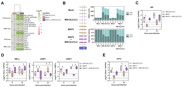 Regulation of the Stress response by WIN 55,212-2 post-treatment in human primary macrophages infected with MAYV. RNA-seq data from MDMs (n = 3) infected with MAYV and post-treated with WIN 55,212-2 at 24 h.p.i were analyzed. Heatmaps of gene expression involved in the stress response. The heatmaps were generated in R (v4.2.0), where each column represents a condition with a color: MDMs treated with WIN 55,212-2 (pink), MAYV-infected MDMs (beige), and MDMs treated with WIN 55,212-2 post-MAYV infection (purple). Heatmap displays Log2FC values for selected genes, indicating upregulation (green) or downregulation (red). Genes with a p-value < 0.05 were included, and those with a Log2FC ≥ 1 or ≤−1 were considered significantly upregulated or downregulated, respectively. (A) Heatmap of genes categorized according to their roles in the UPR, including chaperones and folding assistants (BiP, GRP94, DNAJB9, and DNAJB11); components of the PERK axis (HRI, PERK, GCN2, eIF2α, ATF4, DDIT3, and GADD34); the ATF6 axis (ATF6, S1P, S2P, and WFS1); and the IRE1α axis (IRE1α, XBP1, PGM3, and HERPUD1). (B) Analysis of XBP1 splicing by the IRE1α RNase. Reads corresponding to spliced and unspliced XBP1 were identified and quantified for Mock, WIN 55,212-2-treated MDMs (WIN 55,212-2), MAYV-infected MDMs (MAYV), and MDMs treated with WIN 55,212-2 post-MAYV infection (MAYV + WIN 55,212-2). The percentage of alternatively spliced reads in the RNA-seq samples was plotted, and the ratio of spliced (sXBP1) and unspliced (uXBP1) XBP1 reads to total XBP1 reads ((sXBP1 + uXBP1)/tXBP1) was calculated. MDMs were either infected with MAYV (MOI 0.5) for 2 h or left uninfected. Subsequently, they were post-treated with WIN 55,212-2 (10 µM) or left untreated at 37 °C with 5% CO2. Cells were harvested at 6 and 24 h.p.i, and RT-qPCR was used to quantify gene expression. Logarithm of fold change (Log2FC) ratios for BiP (C), IRE1α, uXBP1, sXBP1 (D), and ATF4 (E). Friedman and Dunn’s tests were performed. Data are presented as box-and-whisker plots showing the minimum and or maximum values, with all individual data points displayed (n = 4). Significance: p < 0.05 (*).
