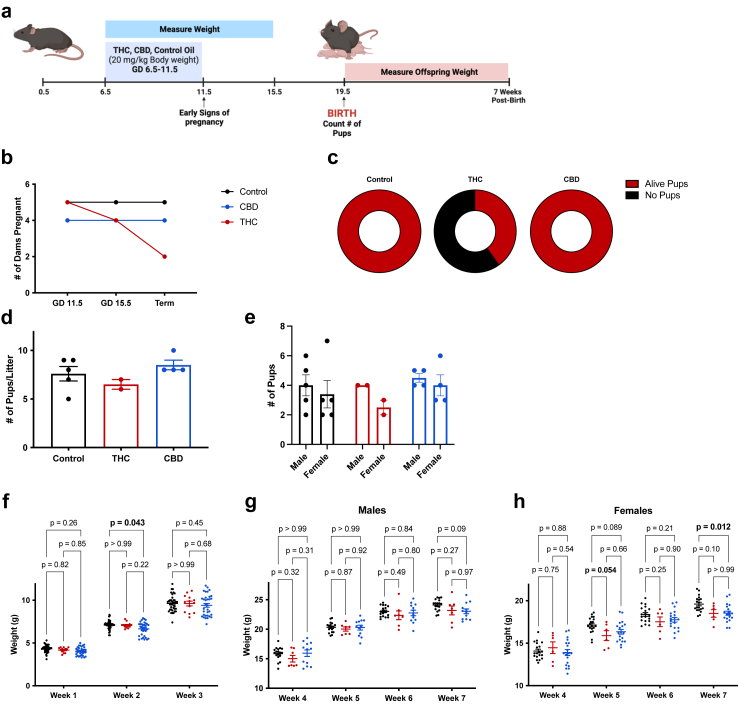 Exposure to CBD or THC oil in utero disrupts early postpartum development. Pregnant mice received control, CBD, or THC oil via gavage from GD 6.5 to 11.5 after birth, pups were counted and weighed weekly. a: Schematic of experimental design. b: Number of dams that appeared pregnant on GD 11.5 and 15.5 that had live births at term (n = 4–5 per group). c: Pie chart indicating the number of dams that appeared pregnant at GD 11.5 based on weight gain and physical appearance with live pups at term (n = 2–5 per group). d: Number of pups per litter (n = 2–5 per group). e: Number of male and female pups per litter (n = 2–5 per group). f: weight of pups at week 1, 2, and 3 with female and male combined (n = 13–37 per group). g and h: weekly weight of pups after weaning (week 3) of g male (n = 7–18 per group) and h female pups (n = 6–19 per group). Data are means ± SEM, ∗P < 0.05, ∗∗P < 0.01 (f-h two-way ANOVA).