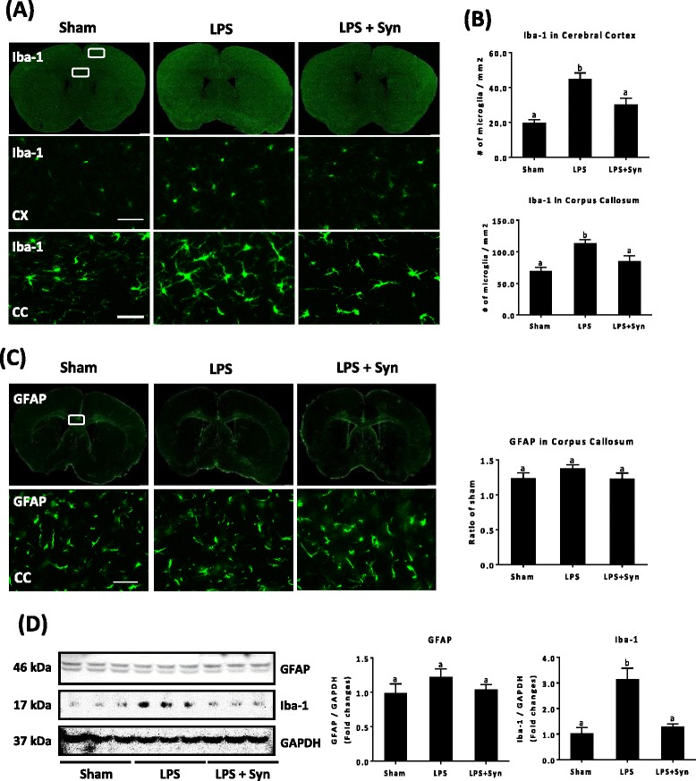 Activation of microglia suppressed by synaptamide in the LPS-challenged mouse brain. Brain sections (30-μm thick) were prepared 24 h after LPS and/or synaptamide injection, and immunostaining for Iba-1 and GFAP was performed. Iba-1 (a) and GFAP (c) images from whole sections (top panel) and higher magnification of the rectangular area (×20, bottom panel) in the cerebral cortex (CX) and corpus callosum (CC) are presented, along with quantification results of Iba-1 (b) and GFAP (c). The Iba-1 and GFAP protein levels are shown by the western blot analysis of the whole brain extract (d). Values are presented as mean ± SEM from four mice. Means designated with the same letter are not significantly different. Scale bar: 100 μm (a, c)