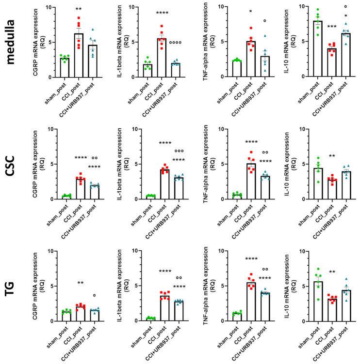 Gene expression levels (expressed as relative quantification, RQ) of CGRP, IL-1beta, and TNF-alpha e IL-10 in the medulla, cervical spinal cord (CSC), and trigeminal ganglion (TG) ipsilateral to the IoN-CCI (day +29 post-surgery, after 5 daily URB937 injections). Data are expressed as mean ± SEM. One-way ANOVA followed by Tukey’s multiple comparison test. * p < 0.05, ** p < 0.01, *** p < 0.001 and **** p < 0.0001 vs. sham_post; ° p < 0.05, °° p < 0.01, °°° p < 0.001, and °°°° p < 0.0001 vs. CCI_post. N = 6.