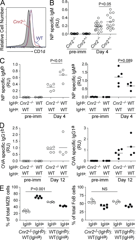 Diminished early antibody production to CD1d-restricted antigen in CB2-deficient mice. (A) Flow cytometric analysis of CD1d expression on CB2-deficient and WT splenic B cells from a mixed chimera. Histogram is gated on B220+ cells. Background CD1d staining of non–B cells is shown in gray. A representative of five mice is shown. (B) NP-specific IgM assessed by ELISA in serum from CB2-deficient or heterozygous littermates that had been immunized i.v. with NP-αGalCer. Serum was collected before (preimm) and 4 d after immunization. Data are shown in relative units (RU) and are pooled from three independent experiments with four to seven mice per group. (C–E) ELISA analysis of serum from 1:1 mixed CB2-deficient or WT IgHb and WT IgHa BM chimeric mice. (C) Mixed chimeras were immunized i.v. with NP-αGalCer. NP-specific IgMb (left) and IgMa (right) in serum from the indicated time points. (D) Mixed chimeras were immunized i.p. with OVA in alum. OVA-specific IgG1b (left) and IgG1a (right) in serum from the indicated time points. (E) Contribution of CB2-deficient or WT (IgHb) BM compared with WT BM (IgHa) in MZ B cells (left) or follicular B (FoB) cells (right) of mixed chimeras. Data in C–E are representative of at least two independent experiments with four or more mice per group. In all dot plots, dots indicate individual mice and lines indicate means.