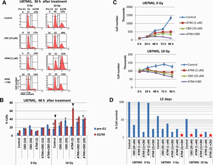 Analysis of cell cycle, cell growth, and cell death following treatment of U87MG GBM with the ATMi inhibitor KU60019, CBD and γ-irradiation, alone or in combination(A and B) Changes in the cell cycle and levels of death were determined following treatments of U87MG cells with CBD (10-20 μM), ATMi (2 μM) and γ-irradiation at 10 Gy, alone or in combination. Cell cycle-apoptosis analysis was performed 30 h and 48 h after indicated treatments. CBD, ATMi or their combination, as well as control 0.1% DMSO, were added 30 min before irradiation. The nuclei of control and treated cells were stained with PI and DNA content in cells was determined using the flow cytometry. The nuclei of apoptotic and secondary necrotic cells were localized in the pre-G1 region. A typical result 30 h after treatment is shown in the panel (A). Pooled results of four independent experiments for U87MG 48 h after treatments are shown in panel (B). Error bars represent means ±S.D. (p < 0.05, Student's t-test). The stars, arrows, and circles indicate significant differences in the pre-G1 and the G2/M levels between cells after specified treatment. (C) Kinetics of U87MG cell growth was monitored 0-96 h after indicated treatments: 0.1% DMSO (as control), ATMi (2 μM), CBD (10 μM), γ-irradiation (at 5 Gy), alone or in combination. (D) Clonogenic survival assay was performed for cell cultures after indicated treatments with 0.1% DMSO (as control), ATMi (1-2 μM), CBD (20 μM) or a combination of ATMi+CBD without or with γ-irradiation at 5 Gy and 10 Gy. The final number of cell clones was determined after 12 days of cell culture growth. A ratio of a number of clones of treated cells to a number of clones of control cells reflects cell survival (percentage). Stars indicate the absence of survived clones.