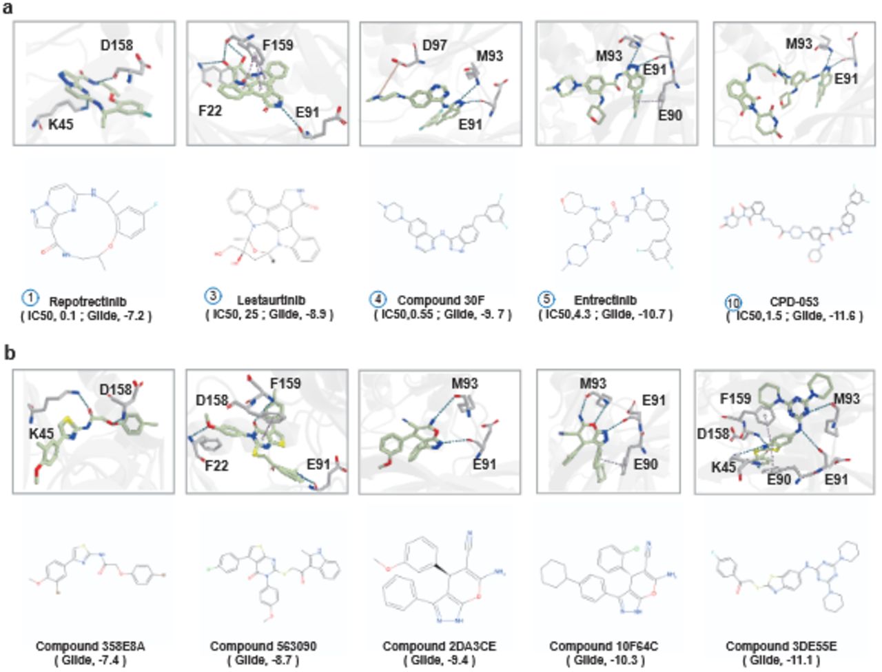 (a) Docking poses of known NTRK3 kinase inhibitors. This panel supplements Figure 6d by presenting additional inhibitors not included in the main figure. Corresponding 2D structures are displayed below. (b) Docking poses of high-affinity SPECS hits for NTRK3 kinase. Corresponding 2D structures are displayed below. Hydrophobic interactions are omitted for clarity.