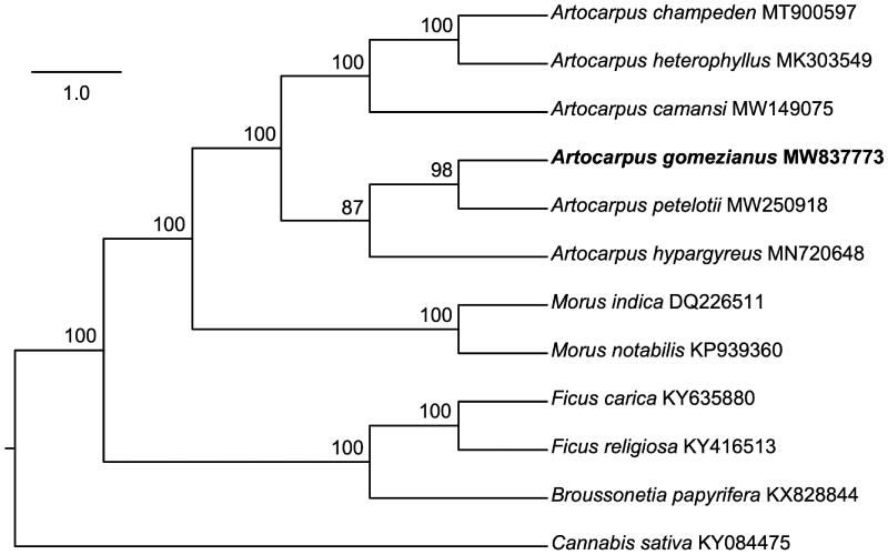 Maximum-likelihood tree showing the relationship among A. gomezianus and ten other species classified in the Moraceae and one outgroup taxon (Cannabis sativa), using complete chloroplast gene sequences. Bootstrap supports based on 1000 replicates are given at the nodes.