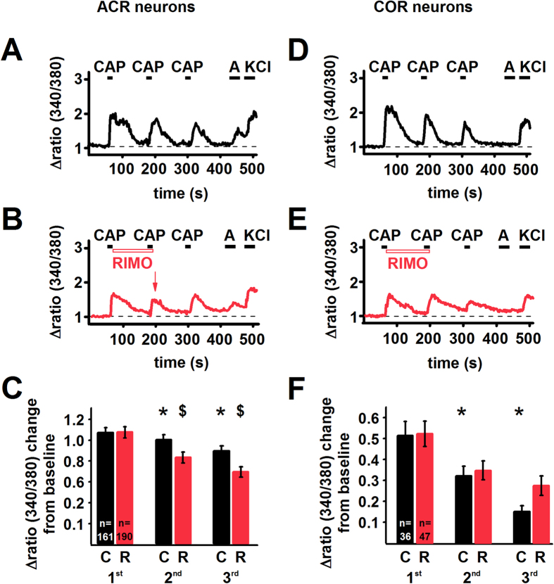 Capsaicin-evoked Ca2+ transients are significantly reduced by rimonabant in ACR but not in COR cultured rat PSN.(A) Conventional ratiometric approach was used to find the effect of the CB1 receptor antagonist/inverse agonist rimonabant (200 nM; RIMO) on capsaicin-evoked calcium transients in cultured rat PSN. (A) 100 nM capsaicin (CAP) was applied in every 2 minutes followed by 30 μM anandamide (A) and 50 mM KCl. The recording shows calcium transients evoked by consecutive capsaicin application in an ACR type neuron in a control experiment when no rimonabant was applied. Capsaicin induces the typical desensitisation. (B) During the recording from another ACR type neuron, rimonabant (RIMO) was applied immediately after the first capsaicin application until the end of the second capsaicin application. Rimonabant reduces the amplitude of the Ca2+ transient evoked by the second capsaicin application (arrow). In this neuron, the capsaicin-evoked response exhibits partial recovery following the removal of rimonabant. (C) Average amplitudes of calcium transients evoked by consecutive application of 100 nM capsaicin in every 2 minutes in ACR type neurons either without (C; black bars) or with the application of 200 nM rimonabant (R; red bars). In control experiments capsaicin induces significant desensitisation (*p < 0.0001, Student’s t-test both for the second and third responses). Rimonabant produces a significant reduction in the amplitude of the calcium transients evoked by the second ($p = 0.0001, Student’s t-test) and third capsaicin ($p < 0.0001, Student’s t-test) applications. (D) Calcium transients evoked by consecutive capsaicin application in a COR type neuron (note the lack of response to anandamide). (E) Rimonabant (RIMO) has no effect on the amplitude of the Ca2+ transient evoked by the second capsaicin application in a COR neuron. (F) Average amplitudes of calcium transients evoked by consecutive application of 100 nM capsaicin in every 2 minutes in COR type neurons either without (C; black bars) or with the application of 200 nM rimonabant (R; red bars). In control experiments capsaicin induced desensitisation (*p < 0.0001, Student’s t-test). Rimonabant does not produce any significant change in the amplitude of the calcium transients evoked by the capsaicin applications.