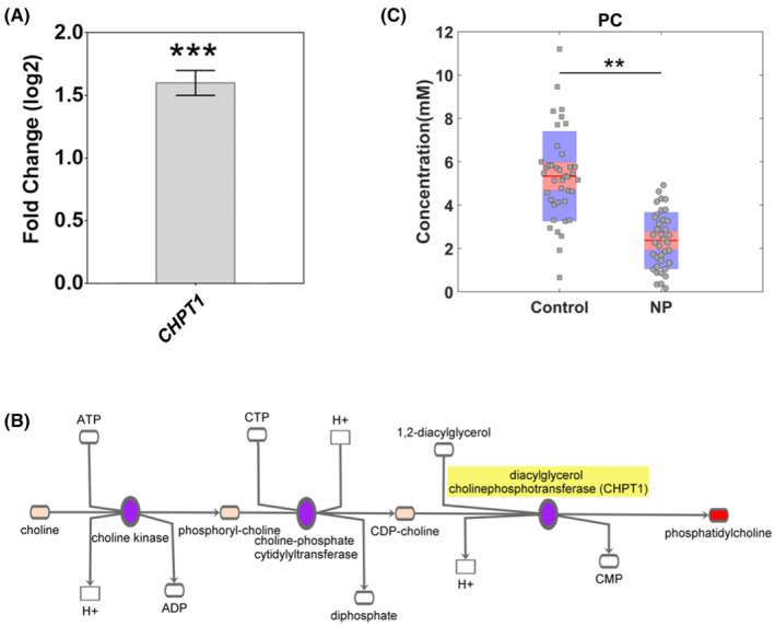 Expression analysis of CHPT1 and levels of phosphatidylcholine (PC) in all clinical samples. (A) qRT‐PCR in 103 controls vs. 127 CNP samples showed statistically significant upregulation of CHPT1 in CNP. The error bars show ±standard error of the mean (SEM). The x‐axis of bar graphs indicates the method of investigation. The fold change is shown in log2 scale and for qRT‐PCR, it was calculated by the 2−ΔΔCT method. (B) Kennedy pathway showing the role of CHPT1 (highlighted in yellow) in the synthesis of PC (red box). (C) PC levels estimated in 40 control versus 37 CNP samples showed significantly lower levels in CNP (p = .008). In the box red line shows the mean and pink and blue area indicates values within a 95% confidence interval and standard deviation 1, respectively. The markers indicate the PC concentration in the samples. **p < .01; ***p < .001.