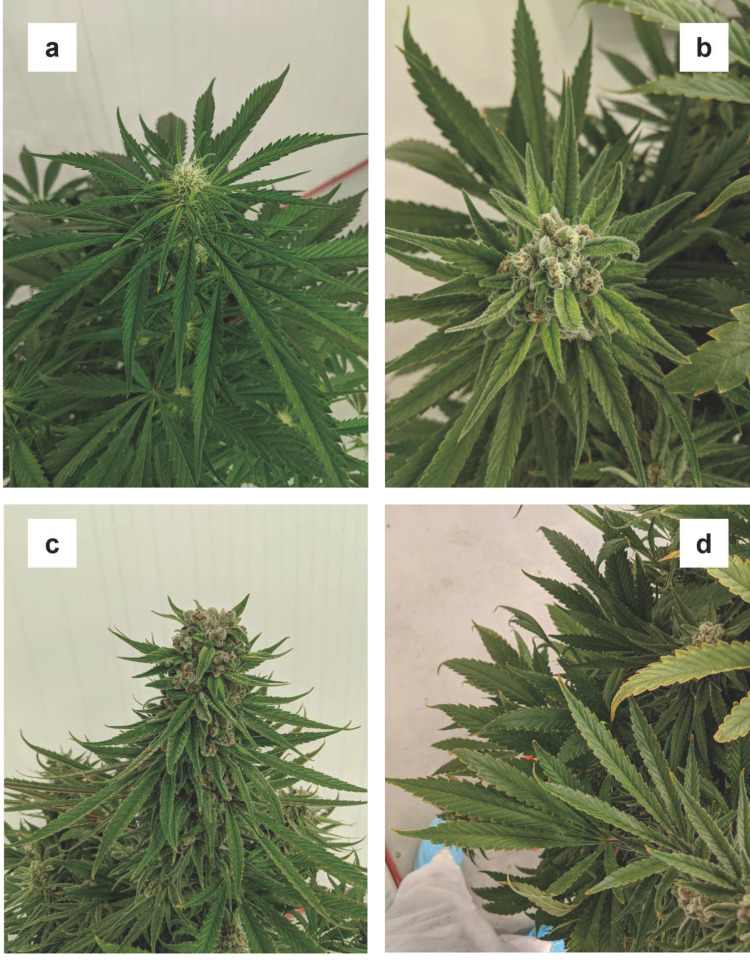 Progression of the various disparate symptoms iron deficiency on upper and lower canopy tissues throughout the trial: mild chlorosis on recently developed sugar leaves (a), mottling and chlorosis in the central areas of sugar leaves in week five (b), which disappeared in latter weeks (c), and edge necrosis on lower fan leaves in week six (d).