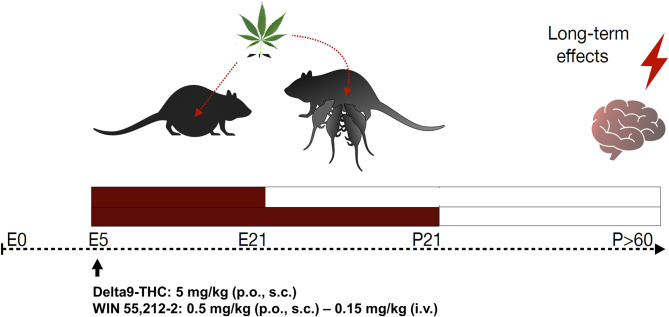 Schematic diagram of perinatal cannabis exposure animal models and long-term behavioral and neurobiological evaluation. E, embrionary; P, postnatal; Δ9THC, delta-9-tetrahydrocannabinol; p.o., per os; s.c., subcutaneous; i.v., intravenous.