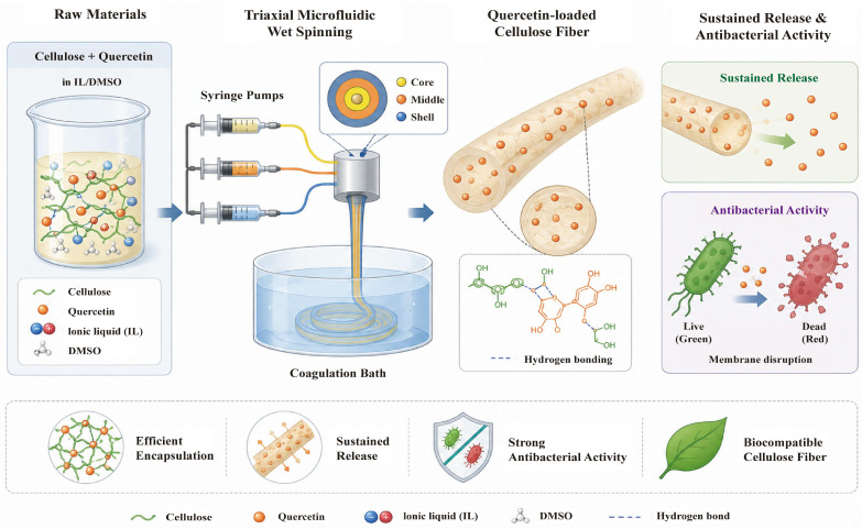 The Triaxial Microfluidic Spinning process for preparing antibacterial quercetin/cellulose fibers (Q-RCFs). The inner and outer channels contain IL/DMSO/cellulose spinning dope, while the middle channel contains quercetin/IL/DMSO/cellulose dope. The three coaxial flows merge and enter a water coagulation bath, where solvent exchange occurs, forming fibers with controlled quercetin distribution for enhanced antibacterial activity (recreated from reference [69]).