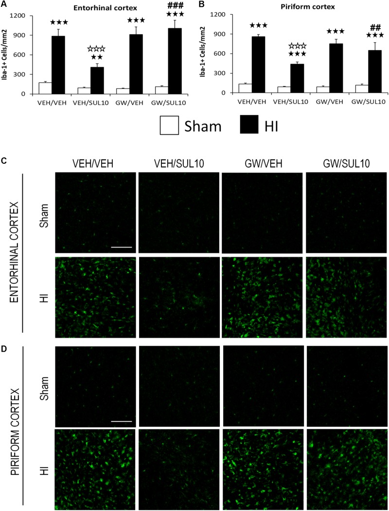 Effects of an acute administration of octadecylpropyl sulfamide (SUL10, 10 mg/kg) and GW6471 (GW, 1 mg/kg) on the number of Iba-1 positive cells induced by HI in ipsilateral cortical areas. (A,C) In the entorhinal cortex significant effects of antagonist [F(1,51) = 6.1, p < 0.05], lesion [F(1,51) = 154.2, p < 0.001], and interactions between antagonist and treatment [F(1,51) = 9.4, p < 0.01], antagonist and lesion [F(1,51) = 9.7, p < 0.01], and between antagonist, treatment and lesion [F(1,51) = 4.3, p < 0.05] were observed. (B,D) In the piriform cortex, significant effects of treatment [F(1,51) = 19.5, p < 0.001], lesion [F(1,51) = 343.4, p < 0.001], and interactions between antagonist and treatment [F(1,51) = 10.1, p < 0.01], treatment and lesion [F(1,51) = 16.9, p < 0.001], and between antagonist, treatment and lesion [F(1,51) = 4.2, p < 0.05] were observed. Data represent mean + SEM cells per mm2 in VEH/VEH (n = 11 HI mice; n = 7 sham-operated), VEH/SUL10 (n = 9 HI mice; n = 8 sham-operated), GW/VEH (n = 6 HI mice; n = 6 sham-operated), GW/SUL10 (n = 5 HI mice; n = 7 sham-operated) treatment groups. The panels show representative images of Iba-1 expression in entorhinal cortex (C) and piriform cortex (D). Scale bar = 100 μm. p < 0.01, p < 0.001 vs. sham-operated mice of the same group; p < 0.001 vs. VEH/VEH HI mice; ##p < 0.01, ###p < 0.001 vs. VEH/SUL10 HI mice.