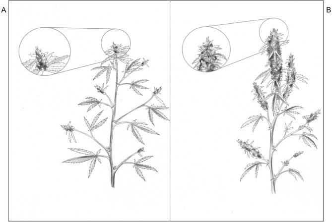 Sketches of Cannabis sativa ‘Stillwater’ plants grown under low (A) and high (B) photosynthetic photon flux density (APPFD), 9 weeks after initiation of 12-h photoperiod (illustrated by Victoria Rodriguez Morrison).