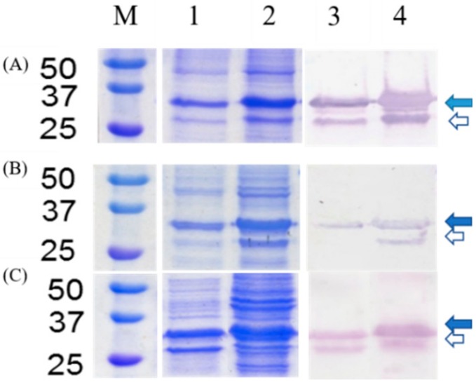 SDS-PAGE and Western blot analysis of pTWIN1-chitin-binding domain (CBD)-intein (INT)-oligopeptide cleavage variants (OCV)-cecropin B2 (CecB2): Lane M: marker (kDa), Lane 1–2: pellet and supernatant of the SDS-PAGE, Lane 3–4: pellet and supernatant of Western blot, where the OCV is (A) GRA, (B) CRA, and (C) SRA. Blue arrows show the fusion protein and white arrows show the cleaved part location.