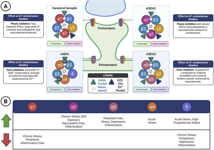 Diagram depicting synaptic and extrasynaptic GABA receptor subtypes and their effects on chloride conductance. Part A shows canonical synaptic receptors with phasic inhibition and extrasynaptic receptors with tonic inhibition, emphasizing effects like benzodiazepine enhancement and zinc suppression. Part B outlines receptor subunit associations with stress and pain conditions, such as chronic stress or inflammation, with indications of increased or decreased expression. Legend identifies components like GABA pocket, benzodiazepine site, and zinc pocket.