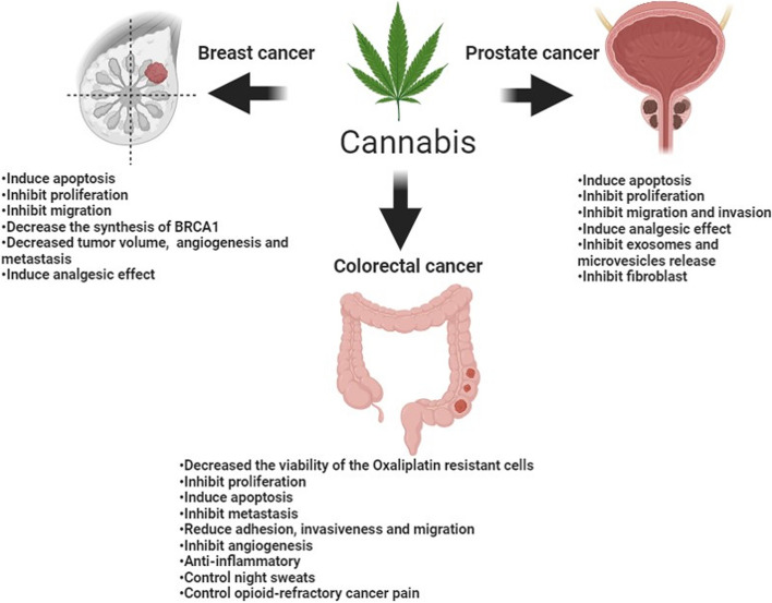 Summary of Cannabis effects on breast, colorectal, and prostate cancer