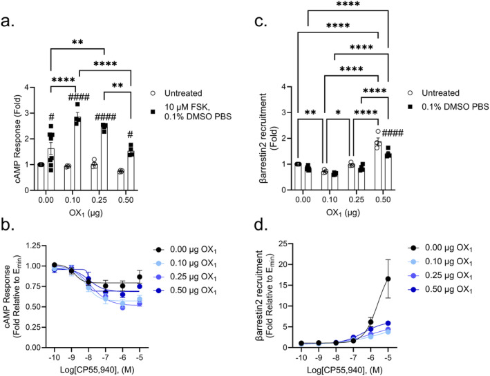 CB1‐dependent inhibition of cAMP and βarrestin2 recruitment in CB1‐OX1 cells. CHO cells stably expressing CB1 and transiently expressing OX1 were treated with 10 μM FSK and 0.1 nM—10 μM CP55,940 for 90 min to measure cAMP inhibition (A, B) or 0.1 nM—10 μM CP55,940 for 90 min to measure βarrestin2 recruitment (C, D). Data were fit to a 4‐parameter non‐linear regression and are represented as fold over vehicle. Data are mean ± SEM from n = 4–8 independent experiments performed in triplicate. *p < 0.05, **p < 0.01, ****p < 0.0001 within treatment between groups; # p < 0.05, #### p < 0.0001 within groups between treatments as determined by two‐way ANOVA followed by Tukey's post hoc test.
