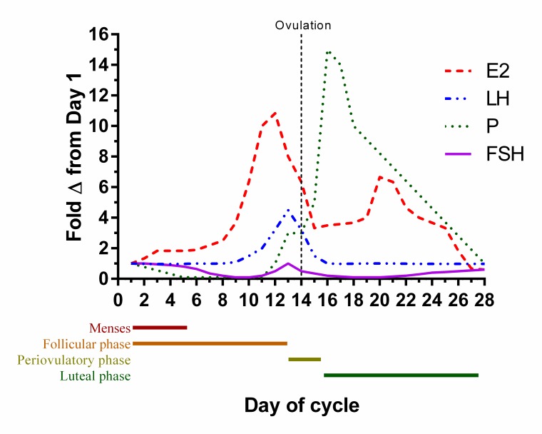 Relative changes in circulating gonadotropin and ovarian hormone levels throughout the phases of the menstrual cycle. Levels of each hormone are expressed relative to their Day 1 levels. E2 = estradiol; FSH = follicle stimulating hormone; LH = luteinizing hormone; P= progesterone.