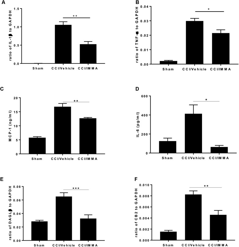 . IMMA treatment attenuated the production of proinflammatory cytokines and chemokines in the ipsilateral sciatic nerve of CCI mouse. The fresh sciatic nerves from mice 7 days post-surgery were subjected to qRT-PCR analysis and ELISA. The remarkably increased IL-1β (A), TNF-α (B), DAGLβ (E), and CB2R (F) expression was observed in the CCI/vehicle group and reduced by IMMA treatment. Protein levels of MCP-1 (C) and IL-6 (D) in the ipsilateral sciatic nerve 7 days post-surgery were significantly elevated by CCI and inhibited by IMMA treatment (∗p < 0.05, ∗∗p < 0.01; and ∗∗∗p < 0.001. n = 10/group). One-way ANOVA was used for comparing the differences among the sham, vehicle and IMMA treated groups. The Tukey-Kramer post hoc test was used for the comparison.