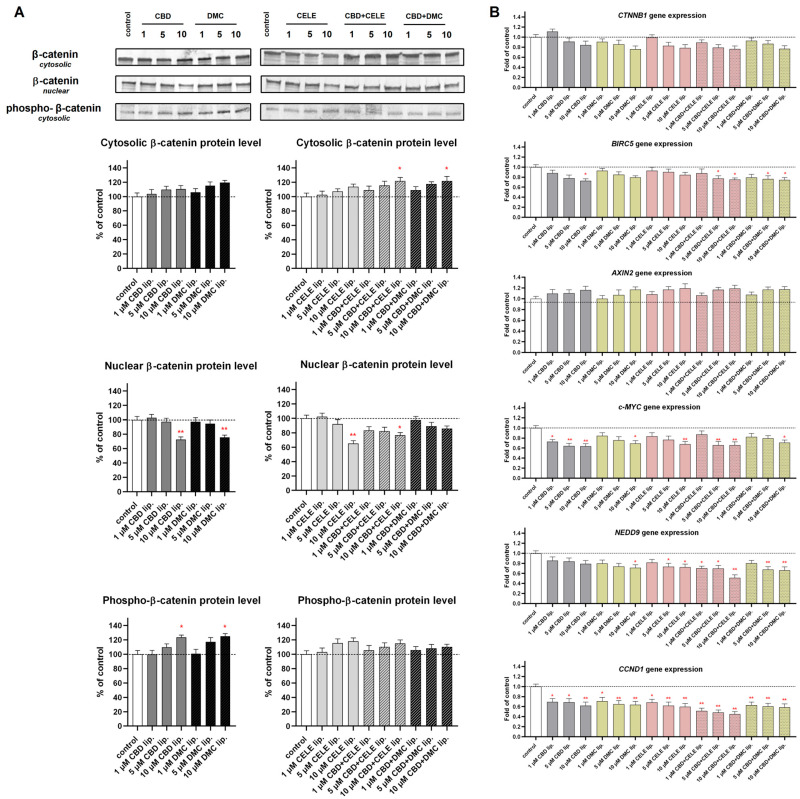 The effect of the liposomes loaded with CBD, DMC, CELE, and their combinations on the β-catenin translocation from cytosol to nuclei and phospo-β-catenin level in cytosol (A) and Wnt/β-catenin target genes CTNNB1, BIRC5, AXIN2, c-MYC, NEDD9, and CCND1 mRNA expression (B) in U-138 MG cells after 24 h incubation. Data (mean ± SEM) from two separate experiments are presented as a fold of control, which are defined as 100% for protein expression. Representative immunoblots are shown for the analysis of the cytosolic and nuclear of the β-catenin protein levels and the cytosolic phospho-β-catenin protein levels (A). Bands are presented in the same sequence as the corresponding bars in the graph. A single asterisk (*) and double asterisk (**) denote statistical significance relative to the untreated control cells with p < 0.05 and p < 0.01, respectively.
