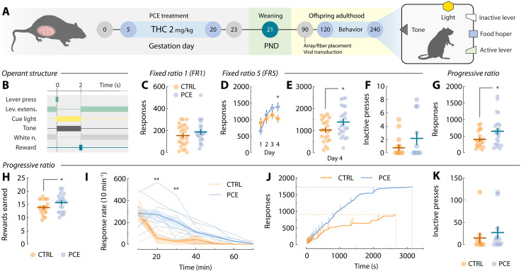 Motivation for food rewards in adult control and PCE progenies.(A) Schematic timeline and experimental setup of food self-administration experiments. (B) Schematic representation of operant task structure of FR1, FR5, and PR schedules of reinforcement. (C) Total active lever presses from the last FR1 training session (t47 = 1.12 and P = 0.26). nCTRL = 25 and nPCE = 24. (D) Average day-by-day active lever presses during FR5 training [two-way repeated-measures (RM) ANOVA; treatmentF1,45 = 1.13 and P = 0.29; dayF3,120 = 6.37 and P < 0.001; interactionF3,120 = 3.29 and P = 0.023; followed by Bonferroni’s post hoc: day 4, *P = 0.042]. (E and F) Total active (t45 = 2.16 and *P = 0.036) and inactive (Welch’s t45 = 0.95 and P = 0.34) lever presses from the last FR5 operant session. nCTRL = 23 and nPCE = 24. (G and H) Total active lever presses (Welch’s t35.8 = 2.36 and P = 0.023) and rewards earned (t45 = 2.1 and P = 0.034) under a PR schedule of reinforcement. nCTRL = 23 and nPCE = 24. (I) Average lever pressing frequency during PR responding (two-way RM ANOVA; treatmentF1,13 = 7.48 and P = 0.017; timeF6,78 = 22.4 and P < 0.001; interactionF6,78 = 4.24 and P < 0.001) (Bonferroni’s post hoc; **P > 0.001). Thick lines and shaded areas represent mean ± SEM values. nCTRL = 5 and nPCE = 10. (J) Representative cumulative responses during PR. Vertical lines denote pellet deliveries. (K) Total inactive PR lever presses (t45 = 0.74 and P = 0.46). For all bar and point plots, lines represent mean ± SEM.