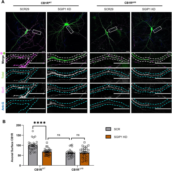 SGIP1 knockdown reduces surface expression of CB1RWT but not CB1RΔH9. (A) Representative confocal images of DIV14 hippocampal neurons expressing EGFP–CB1RWT or EGFP–CB1RΔH9 and either a 25-mer shRNA targeting SGIP1 (SGIP1 KD) or a non-targeting scrambled 29-mer shRNA control (SCR29). Cells were transfected at DIV9 and left for 5 days to ensure knockdown then surface stained with anti-GFP antibody. Upper panels for each condition show a whole-cell field of view, and lower panels are enlargements of the axonal ROIs indicated by boxes. Green, total GFP staining; magenta, surface GFP staining (Surf); blue, axon marker (ankyrin-G, Ank-G). Merge panels show total and surface GFP staining. Dashed lines indicate example processes that were analysed. Scale bars: 20 μm. See Fig. S3 for enlargements and quantification of dendritic ROIs. (B) Quantification of data represented in A. SGIP1 knockdown causes a significant reduction in axonal surface expression of EGFP–CB1RWT (CB1RWT with SCR29 versus CB1RWT with SGIP1 KD: mean±s.e.m., 100±5.15 versus 68.46±3.04; n=27 versus n=28; ****P<0.0001), which phenocopies the reduced surface expression phenotype of EGFP–CB1RΔH9 (CB1RWT with SGIP1 KD versus CB1RΔH9 with SCR29: mean±s.e.m., 68.46±3.04 versus 62.31±3.73; n=28 versus n=27; P=0.896). The effect of SGIP1 KD is occluded for EGFP–CB1RΔH9 (CB1RΔH9 with SCR29 versus CB1RΔH9 with SGIP1 KD: mean±s.e.m., 62.31±3.73 versus 62.88±4.93; n=27 versus n=28; P> 0.999). Surface fluorescence was normalised to total fluorescence and is shown as a percentage of CB1RWT with SCR29. Two-way ANOVA with Sidak's post hoc test. n=27–28 neurons from five independent neuronal cultures per condition. ns, not significant.