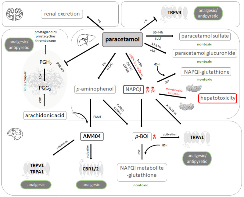 Paracetamol metabolism and pharmacology. Unchanged paracetamol (acetaminophen) is excreted in the urine to a small extent. It may also act as an antagonist of the vanilloid-subtype 4 receptors (TRPV4) in various tissues. Paracetamol is mainly metabolized in the liver. The metabolites generated by glucuronidation and sulfation are not toxic and subject to urinary excretion, while a minor fraction undergoes oxidative metabolism. This results in formation of N-acetyl-p-benzo-quinone-imine (NAPQI), a highly toxic intermediary produced by cytochrome P450 enzymes. NAPQI builds adducts with mitochondrial proteins and induces oxidative stress, nuclear DNA fragmentation, and subsequent cell necrosis. Paracetamol is becoming de-acetylated to p-aminophenol, which in turn is metabolized by the hepatic microsomal cytochrome P450 enzyme system to the toxic compound p-benzoquinone (p-BQI). Under physiological conditions, detoxification of NAPQI and p-BQI occurs by binding to glutathione (GSH) and subsequent renal excretion. The prostaglandin endoperoxide H synthase (PGHS) complex consists of a cyclooxygenase (COX) and a peroxidase (POX) moiety. Arachidonic acid is first transformed to the unstable prostaglandin G2 (PGG2) by COX, which is further reduced to prostaglandin H2 (PGH2) by POX. PGH2 gives rise to various endogenous regulators such as prostaglandins, prostacyclins, and thromboxane. Paracetamol induces analgesia and antipyresis by blocking prostaglandin synthesis at the POX site of PGHS complex. p-aminophenol undergoes conjugation with arachidonic acid by fatty acid amide hydrolase (FAAH) to N-arachidonoyl-phenolamine (AM404), which is a potent activator of TRPV1 and transient receptor potential ankyrin 1 (TRPA1) as well as a weak agonist of cannabinoid receptors type 1 and 2 (CBR1/2). Activation of these receptors by AM404 may mediate analgesic effects. NAPQI and p-BQI may also produce analgesic and antipyretic effects by activating TRPA1. UGT: UDP-glucuronyl transferase; SULT: sulfotransferase; N-DAC: N-deacetylase; GST: glutathione S-transferase.