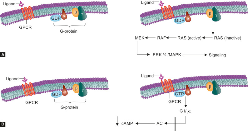 (A) MAPK signaling pathway; (B) Adenylyl cyclase signaling pathway; AC, adenylyl cyclase; cAMP, cyclic adenosine monophosphate; ERK, extracellular signal regulated kinase; GDP, guanosine diphosphate; Gi/oα are a family of G proteins of the α subunit; αßγ are subunits of G proteins; GPCR, G protein coupled receptor; GTP, guanosine triphosphate; MAPK, mitogen activated protein kinase; MEK, mitogen activated protein kinase; RAF, rapidly accelerated fibrosarcoma; RAS are a group of proteins which are regulators of signal transduction; αßγ are subunits of G proteins