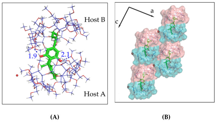 (A) The asymmetric unit of the CBD/TM-β-CD crystal structure. CBD is found encapsulated in an extended hydrophobic cavity formed by a TM-β-CD dimer. (B) The crystal packing of the CBD/TM-β-CD inclusion complex. Water molecules (red spheres) bridge adjacent dimers via hydrogen bonds.