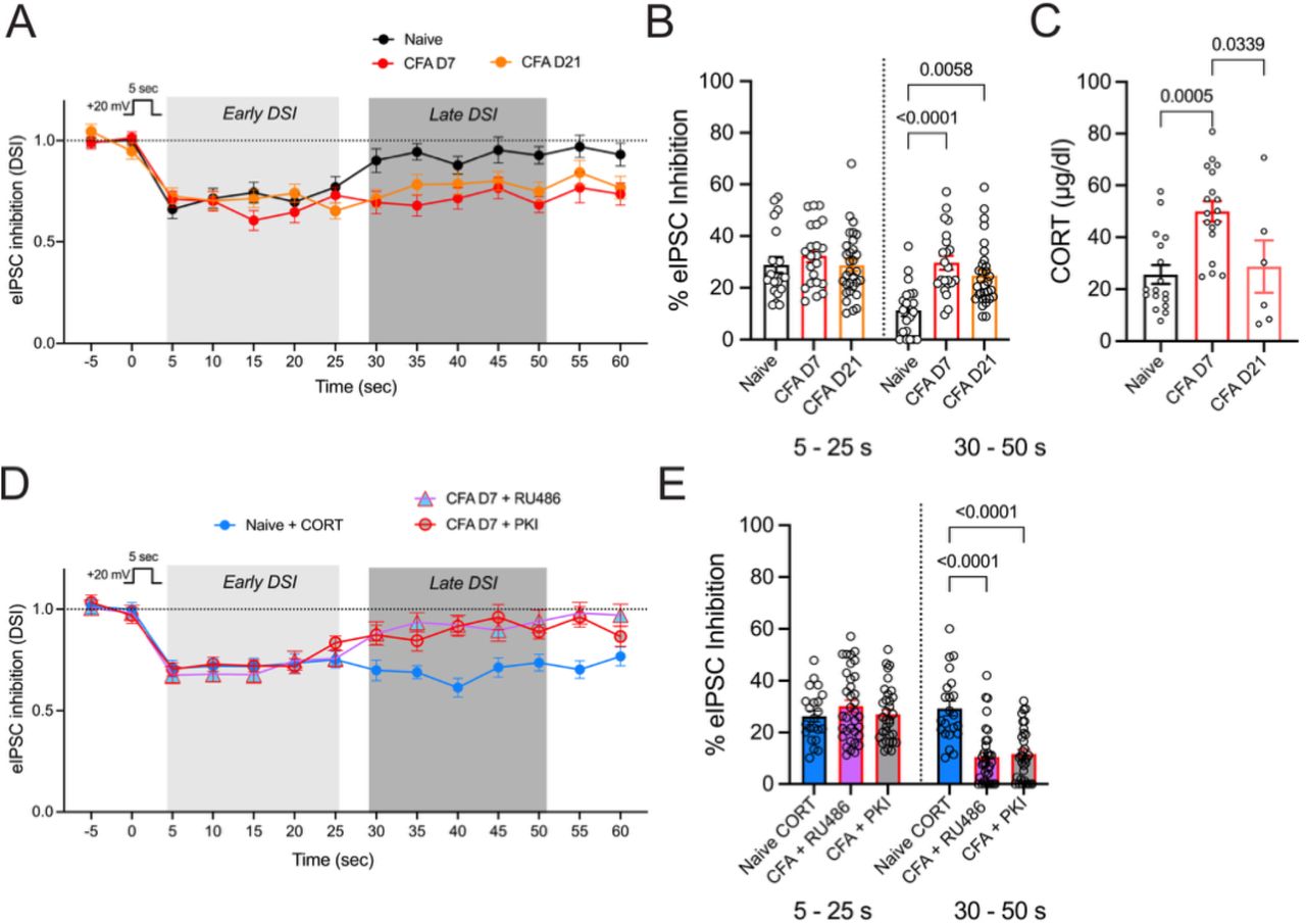 Endocannabinoid function in the vlPAG is enhanced, and regulated by CORT in persistent inflammation.A. The DSI protocol consists of a strong depolarizing step (DSI; +20 mV, 5 s) that induces a transient inhibition of GABA release in recordings from naïve rats that lasts ∼30 s. In CFA rats, the same protocol induces a prolonged DSI at both D7 and D21 post-CFA injections. B. Summary of average % inhibition during the early phase (5 – 25 s) and late phase (30 – 50 s). CFA treatment prolongs DSI up to D21 (All DSI slice treatments are analyzed together (see Table 1) but select comparisons are shown in graphs; Two way RM ANOVA, Time X Treatment, F8,199 = 9.59, p < 0.0001, Tukey’s multiple comparisons on graph). C. CORT levels measured in plasma (One way ANOVA, F2,38 = 9.40, p = 0.0005, Tukey’s multiple comparisons shown on graph). D. CORT (1 µM) superfused over slices from naïve rats also prolongs DSI. The prolonged phase is blocked by superfusion of RU486 over the slice and PKI in the recording pipette. E. Summary of early and late phase DSI in conditions in panel D. Tukey’s multiple comparisons on graph.