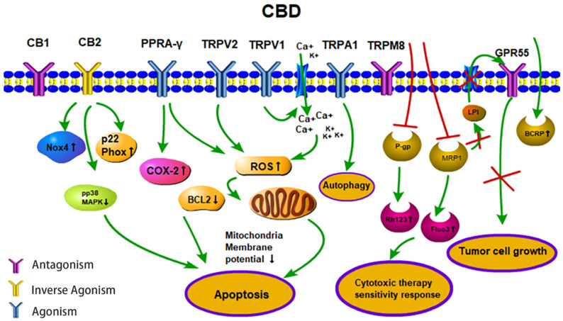Anti-tumor activities (apoptosis, therapy sensitivity, autophagy, tumor cell growth) of CBD. CBD acts as an agonist for the receptors TRPV1/2, TRPA1 and PPARγ. CBD acts as an inverse agonist of the receptors CB1/CB2 and as an antagonist of the receptors GPR55 and TRPM8. CBD inhibits the efflux transporters P-gp and MRP1 and thereby reverses multi-drug resistance. CBD inhibits the MRP1 pump LPI out and the autocrine loop with GPR55 thereby reduces cell proliferation. Abbreviations: BCRP, breast cancer resistance protein; BCL2, B-cell lymphoma 2; CB1/2, cannabinoid receptors type 1/2; CBD, cannabidiol; COX-2, cyclooxygenase 2; Fluo3, substrate of MRP1; GPR55, G-protein-coupled receptor 55; LPI, lysophospholipid lysophosphatidylinositol; MRP1, multidrug resistance-related protein 1; NOX4, NADPH oxidase 4; PPARγ, peroxisome proliferator-activated receptor-gamma; P-gp, P-glycoprotein; p22 Phox, human neutrophil cytochrome b light chain; Rh123, P-gp substrate rhodamine 123; ROS, reactive oxygen species; TRPV1/2, transient receptor potential vanilloid type 1/2; TRPA1, TRP ankyrin type-1; TRPM8, TRP melastatin type-8.