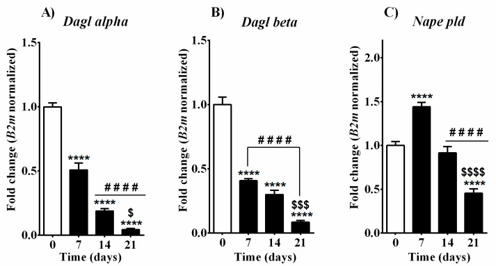Analysis of mRNA expression of main EC and related NAE synthetic enzymes in MC3T3-E1 cells during the differentiation process. (A) Dagl alpha, (B) Dagl beta, (C) Naple pld. Samples were collected at different time points before (day 0) and after (days 7, 14, and 21) the induction of the differentiation process by cultured medium supplemented with β-glycerophosphate and ascorbic acid. Data are presented as fold change (mean ± SEM) normalized to the expression of reference gene 2-microglobulin (B2m) and compared to basal group (day 0). Statistical analysis was performed using a one-way ANOVA followed by Tukey’s post hoc test; p values < 0.05 were considered significant. * denotes significant differences vs. day 0; # denotes significant differences vs. day 7; $ denotes significant differences vs. day 14. Meaning of symbols: one denote p < 0.05; two denotes p < 0.01; three denotes p < 0.001 and four denotes p < 0.0001.