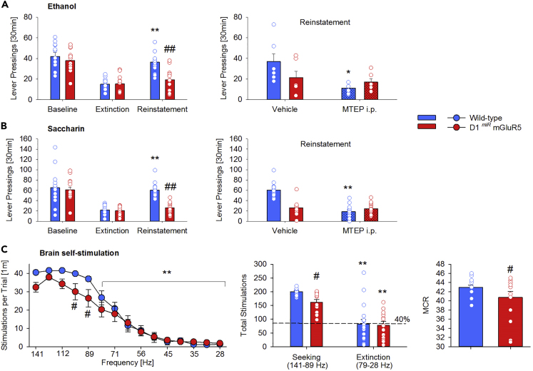 mGluR5 in D1-Containing Neurons Mediates Drug and Natural Reward-Seeking BehaviorSelective genetic deletion of mGluR5 in D1 neurons results in a lack of cue-induced reinstatement of drug- (ethanol (A, left)) and natural (saccharin (B, left); brain stimulation (C)) reward-seeking behavior. Effect of systemic mGluR5 inhibition (MTEP, 20mg/kg, i.p.) on cue-induced reinstatement of ethanol- (A, right) and saccharin (B, right)-seeking behavior in wild-type (n = 6–14) and D1miRmGluR5 (n = 6–14) mice. The lower panel shows the brain stimulation data. During the testing phase of 15 descending frequencies, the first five frequencies were defined as the “seeking” component and the remaining 10 as the “extinction” component (left part). The seeking component of the rate frequency curve (C, middle) and the maximal reinforcement rate (maximum control rate (MCR), C, right) were significantly reduced in the D1miRmGluR5 (n = 13) mice compared with wild-type (n = 18) mice. All data represent mean from 15 mice +SEM. Two-way ANOVA; (∗) and (∗∗) corresponds to p < 0.05 and 0.0005, respectively vs. extinction, vehicle treatment (A and B) or the first five frequencies (141–89 Hz)/seeking (C); (#), (##) p < 0.05 and 0.0005 vs. wild-type mice, respectively.